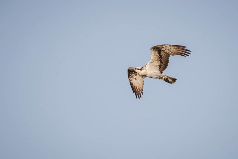 Osprey (Pandion haliaetus) in flight, Mecklenburg-Western Pomerania, Müritz region, Germany