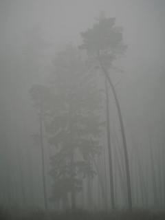 Pine forest in early morning fog, Mecklenburg-Western Pomerania, Germany