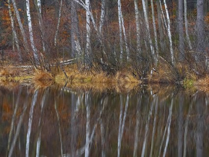 A birch forest reflected in a water surface, Mecklenburg-Vorpommern, Germany