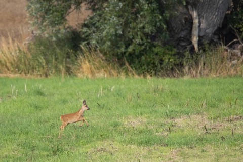 Fawn (Capreolus capreolus), Mecklenburg-Western Pomerania, Müritz region, Germany