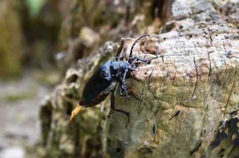 The Prionus coriarius beetle (Prionus coriarius) on dead wood