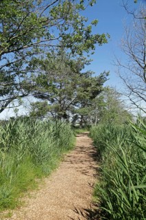 Trees, reeds, hiking trail, Darßer Ort, Born a. Darß, National Park Vorpommersche Boddenlandschaft,