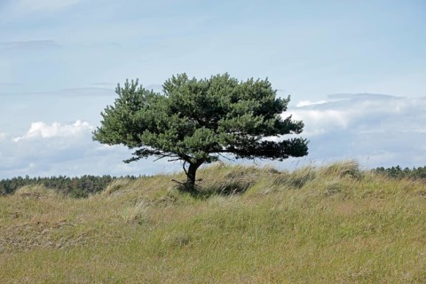 Tree, pine, grass, Darßer Ort, Born a. Darß, National Park Vorpommersche Boddenlandschaft,