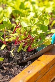 Young beetroot plants in the bed with a small blue shovel