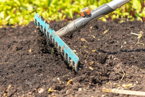 A rake rakes black earth in a garden