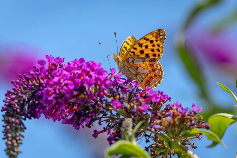 Small pearl-bordered fritillary (Issoria lathonia) on lilac (Buddleja davidii), Ternitz, Lower