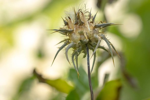 Faded milk thistle (Silybum marianum) in a natural environment, Ternitz, Lower Austria, Austria