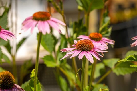 Pink coneflower (Echinacea) blooming in a summer garden, Ternitz, Lower Austria, Austria
