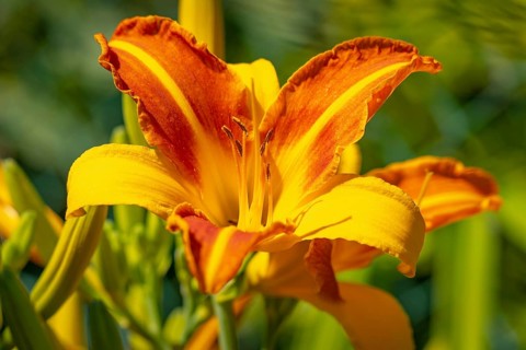 A magnificent daylily (Hemerocallis) with bright orange-yellow petals, Ternitz, Lower Austria,