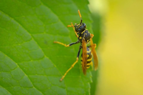 Common wasp (Vespula vulgaris) on a green leaf in close-up, Ternitz, Lower Austria, Austria