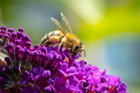 A bee (Apis) sitting on a purple flower of the summer lilac (Buddleja davidii), Ternitz, Lower