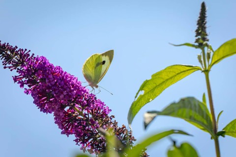 Cabbage butterfly (Pieris brassicae) sitting on purple flowers of the butterfly bush (Buddleja