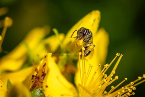 A bee (Apis) sitting on a yellow flower of Common St John's wort (Hypericum perforatum), Ternitz,