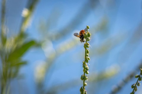 A bee (Apis) climbing on Bokhara clover (Melilotus albus), Ternitz, Lower Austria, Austria