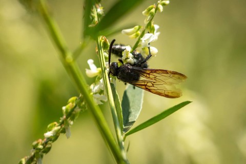 Scolia hirta (Scolia hirta) sitting on flowers of Bokhara clover (Melilotus albus), Ternitz, Lower