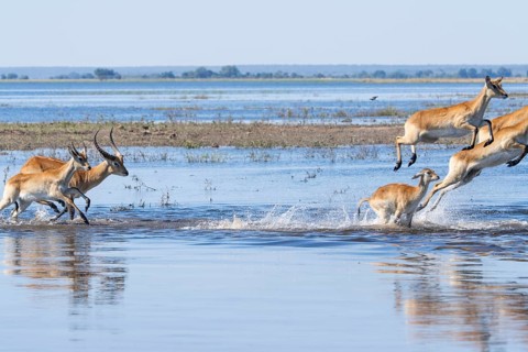 Red lechwe antelope herd (Kobus lache) runs through shallow water, splashing wildly in Chobe River.