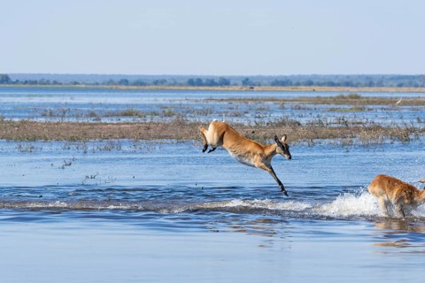 Red lechwe antelope (Kobus lache) jumps over shallow water, splashing wildly in Chobe River. Chobe