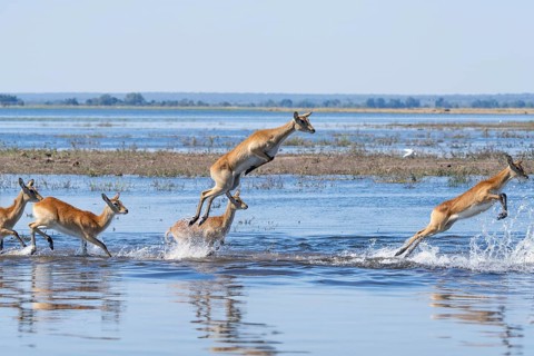 Red lechwe antelope herd (Kobus lache) runs through shallow water, splashing wildly in Chobe River.
