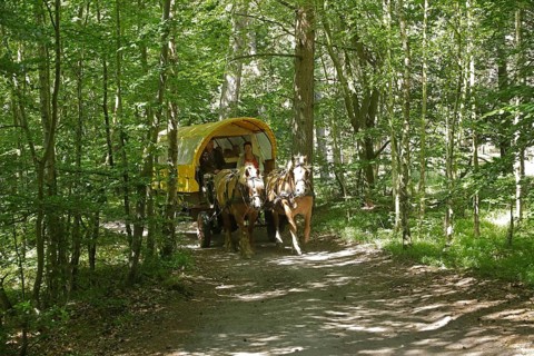 Horse-drawn carriage travelling through the forest, Darßer Ort, Born a. Darß, National Park