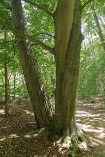 Intergrown tree trunks, Darßer Ort, Born a. Darß, National Park Vorpommersche Boddenlandschaft,