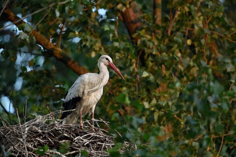 High up in the poplars... White stork (Ciconia ciconia) on its nest in a tree, young adult bird