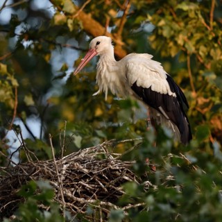 High up in the poplars... White stork (Ciconia ciconia) on its nest in the trees, young adult bird