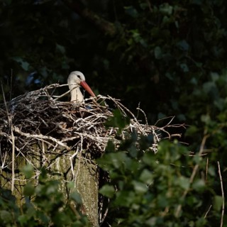 Secretly... White stork (Ciconia ciconia), breeding, courting stork sits in the early morning