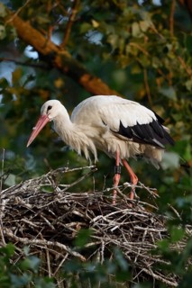 On the stork nest... White stork (Ciconia ciconia), adult, building its nest on a poplar tree in