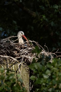 Secretly... White stork (Ciconia ciconia), breeding, courting stork sits in the early morning