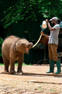 Orphaned Baby elephant being fed with milk by a caretaker, Pinnawala Elephant Orphanage,