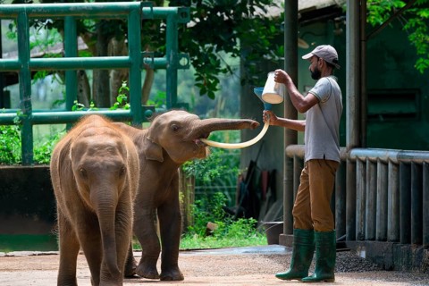 Orphaned Baby elephant being fed with milk by a caretaker, Pinnawala Elephant Orphanage,