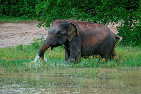 Sri Lankan elephant (Elephas maximus maximus) drinking water, Uda Walawe National Park, Sri Lanka