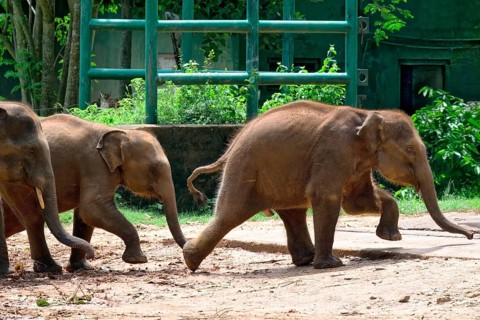 Young orphaned Sri Lankan elephants running to be fed with milk, Pinnawala Elephant Orphanage,