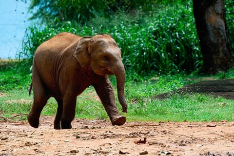 Young orphaned Sri Lankan elephant running to be fed with milk, Pinnawala Elephant Orphanage,
