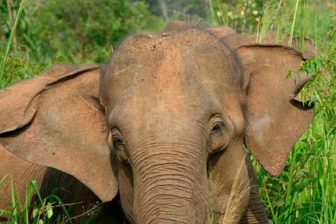 Sri Lankan elephant (Elephas maximus maximus) portrait in high grass, Hurulu Forest Reserve, Sri