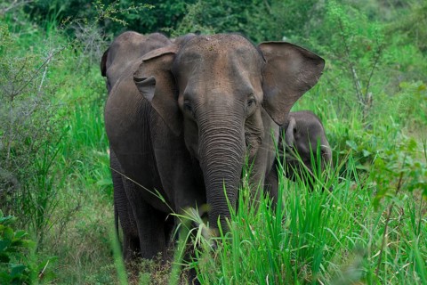 Sri Lankan elephant (Elephas maximus maximus) walking through high grass, Hurulu Forest Reserve,
