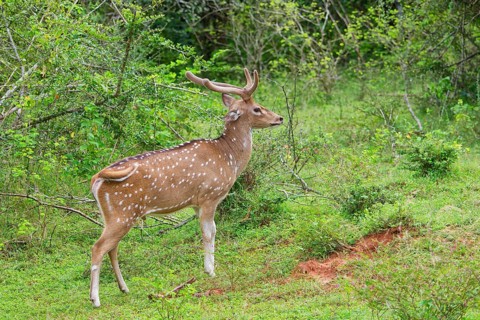 Male Sri Lankan axis deer or Ceylon spotted deer (Axis axis ceylonensis), Yala National Park, Sri