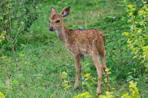 Young Sri Lankan axis deer or Ceylon spotted deer (Axis axis ceylonensis), Yala National Park, Sri