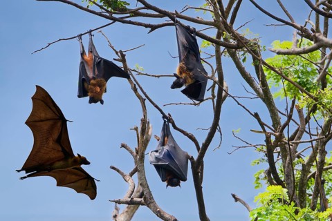 Sleeping Indian flying foxes (Pteropus giganteus chinghaiensis) in a tree, one flying by,