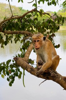 Toque Monkey (Macaca sinica) perched on a branch in front of a lake, Sri Lanka