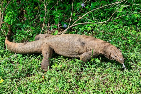 Land Monitor or Bengal monitor (Varanus bengalensis) coming out of the forest, Sri Lanka
