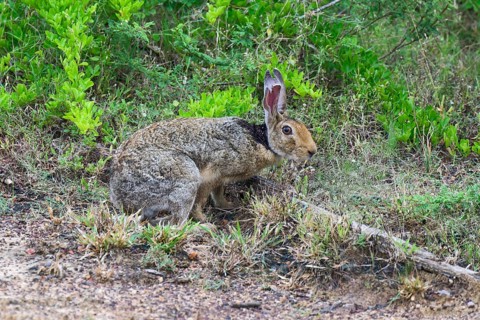 Black-naped hare or Indian hare (Lepus nigricollis), Yala National Park, Sri Lanka
