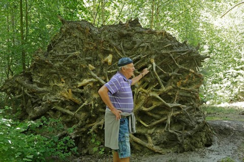 Tree root, elderly gentleman, Darßer Ort, Born a. Darß, National Park Vorpommersche