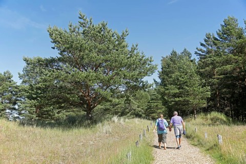 People, walkers, trees, grass, hiking trail, Darßer Ort, Born a. Darß, National Park Vorpommersche
