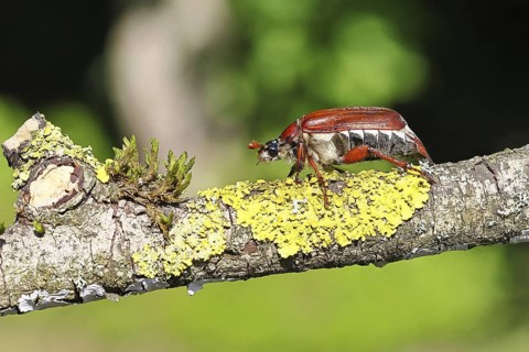 May beetle, wood cockchafer (Melolontha hippocastani), female, on a branch covered with lichen,