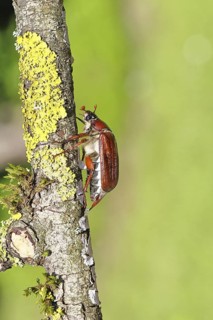 May beetle, wood cockchafer (Melolontha hippocastani), female, on a branch covered with lichen,