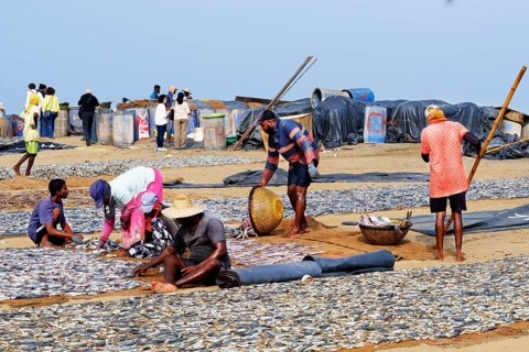 Fishermen spreading fish to dry, Negombo, Sri Lanka