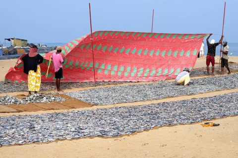 Fishermen spreading a protection tarpaulin over drying fish, Negombo, Sri Lanka