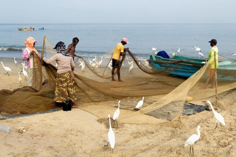 Fishermen cleaning their fishnets surrounded by little egrets on the beach, Negombo, Sri Lanka