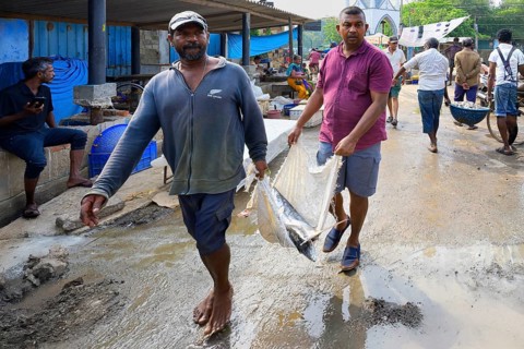 Fishermen carrying big fish in the market, Negombo, Sri Lanka